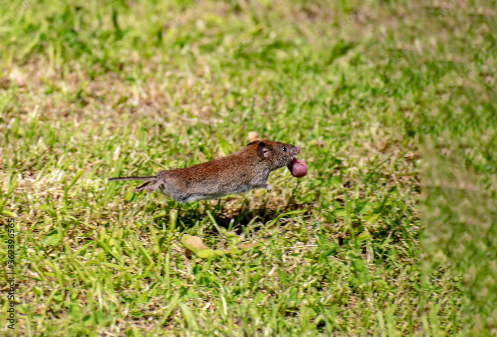 Obraz premium Field mouse in the grass.