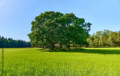 Tree grower in a field outside Stockholm