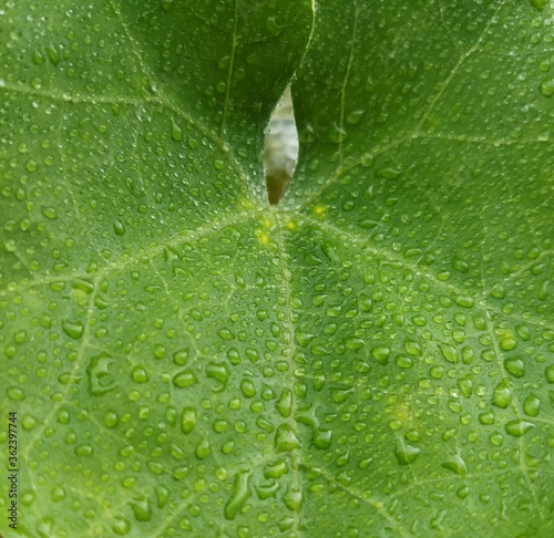 green leaf with water drops