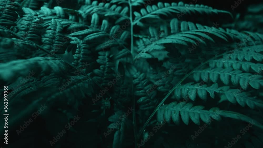 Fern branches and leaves in dark forest, wide angle macro shot