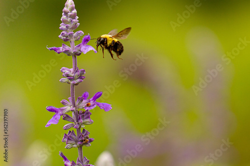 Bee in flight © Mary
