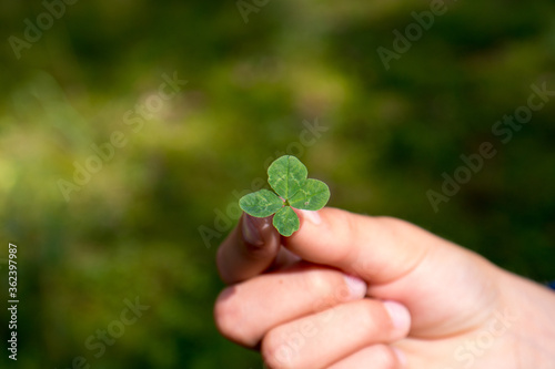 four-leaf clover for a good luck