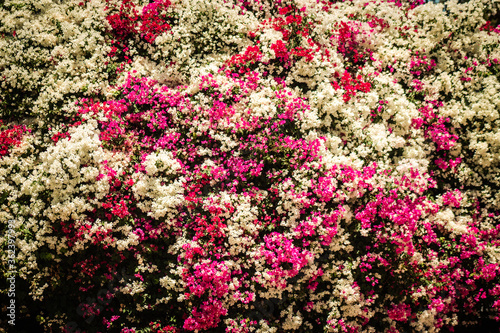 Closeup of colorful flowers growing in the public garden of the city of Nicosia, capital of Cyprus