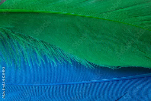 Blue and green feather photo