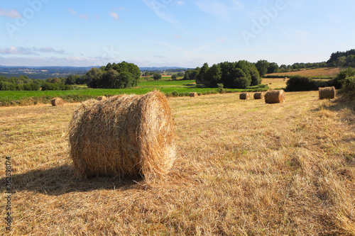 Rural landscape with hay balls on the mown field