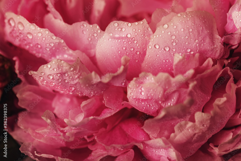 Dark pink peony flower close-up