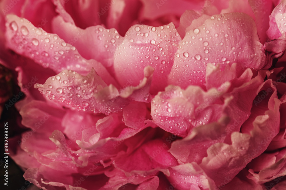 Dark pink peony flower close-up Dark pink peony flower close-up