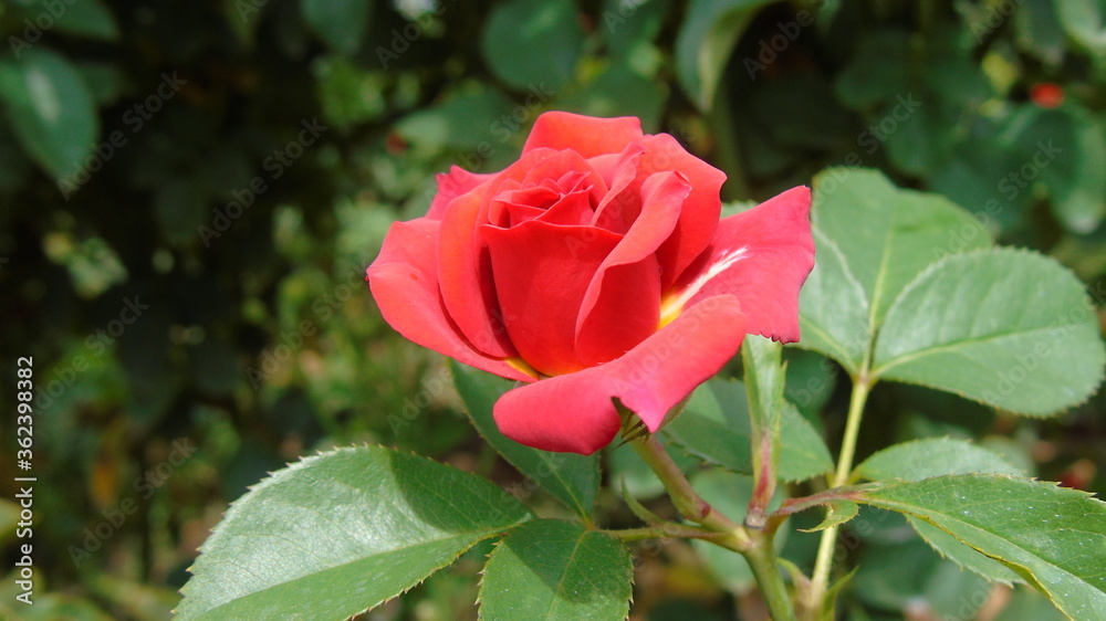 pink rose in garden pink rose in garden