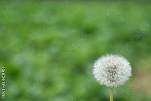 Dandelion flower head on blurred green background