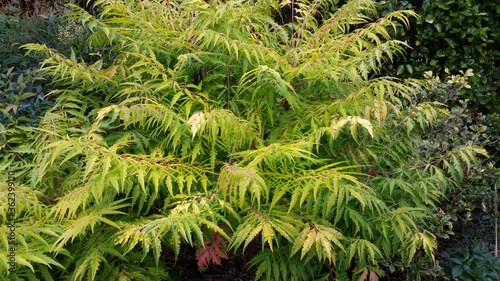 Rhus typhina 'Tiger Eyes'