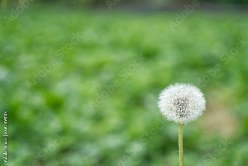 Dandelion flower head on blurred green background