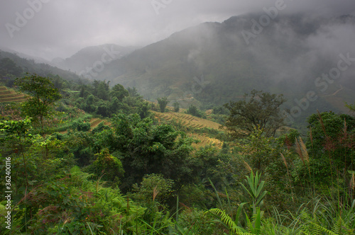 Mist surrounding rice terraced fields in Sapa mountains in Vietnam 