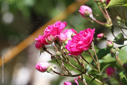 Fototapeta Naklejka Na Ścianę i Meble -  pink and white flowers