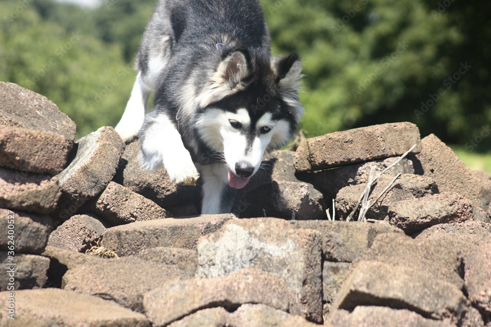 Siberian Husky breed dog walking between stones