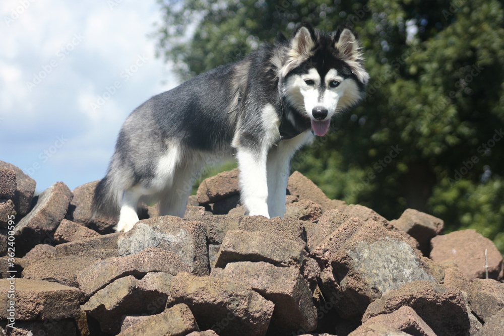 Siberian Husky breed dog playing between stones 2