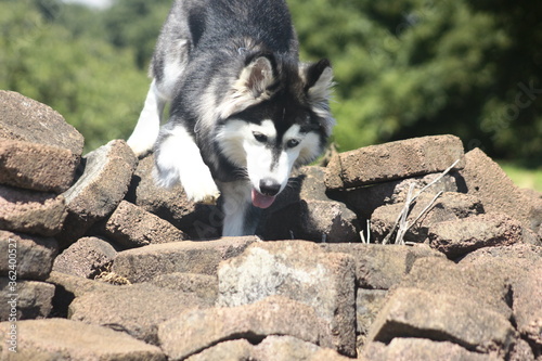 Obraz na płótnie Siberian Husky breed dog walking between stones w salonie