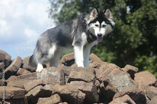 Obraz na płótnie Siberian Husky breed dog playing between stones 2 w salonie