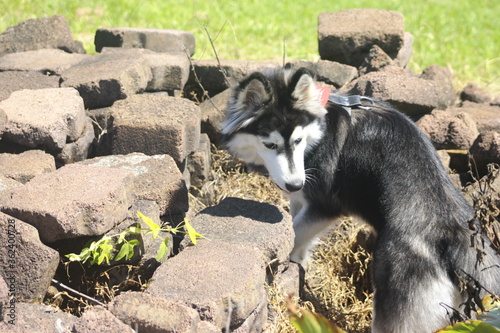 Siberian Husky breed dog playing between stones 