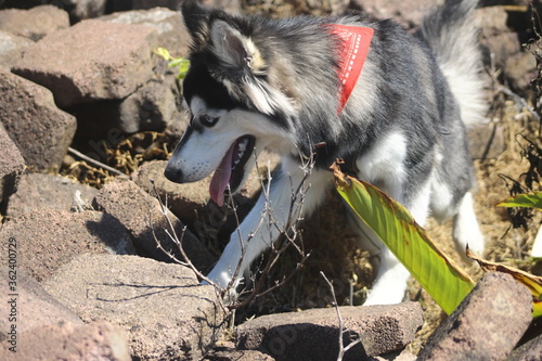 Siberian Husky dog playing with a red scarf