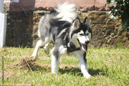 Obraz na płótnie Siberian Husky breed dog playing among stones with a red scarf w salonie