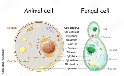 Animal cell and fungal (yeast) cell structure