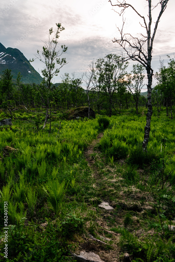 Arctic mountain forest. Dwarf birch (Betula), forest fern (Filix). Mountain in the background. Senja island, northern Norway.