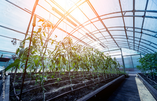 Plants growing in a plant greenhouse. Agriculture