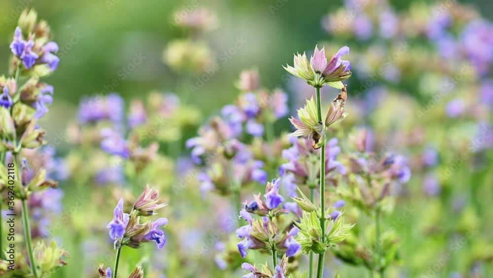 Flowering sage in the garden Flowering sage in the garden