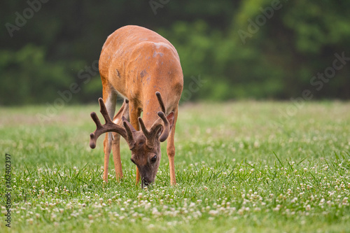 white-tailed deer buck with velvet covered antlers in summer