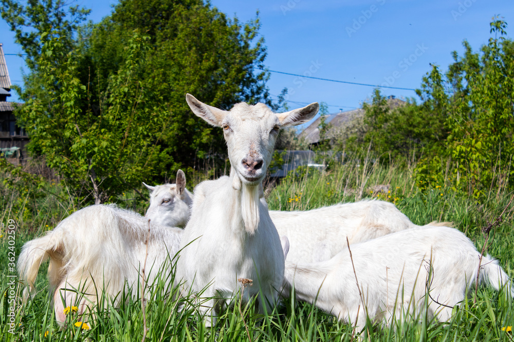 A Flock of young white and brown goats on a green meadow