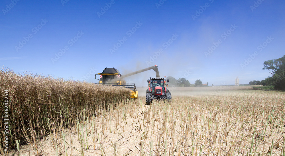 Fototapeta premium Moissonneuse et tracteur champ de Colza