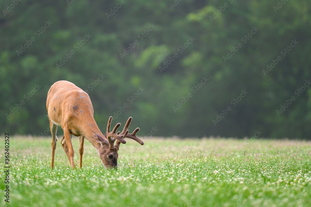 white-tailed deer buck with velvet covered antlers in summer