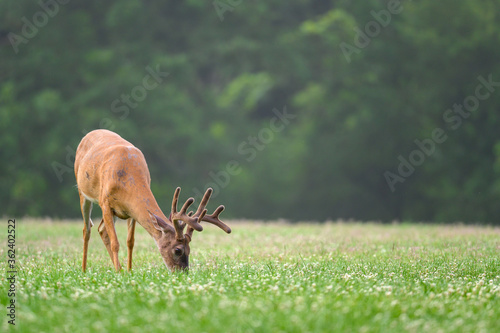 Obraz na płótnie white-tailed deer buck with velvet covered antlers in summer w salonie