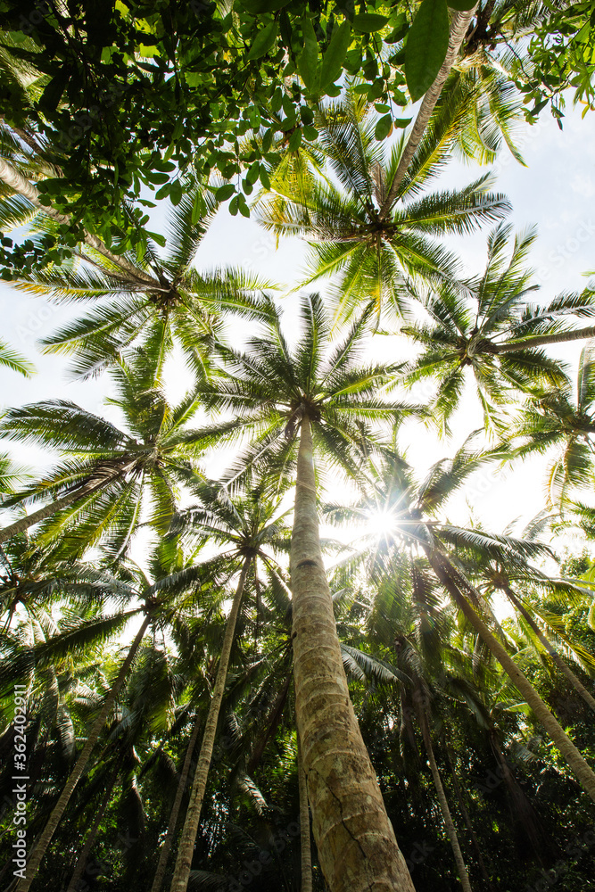 Sun goes through leaves of palm-tree Sun goes through leaves of palm-tree