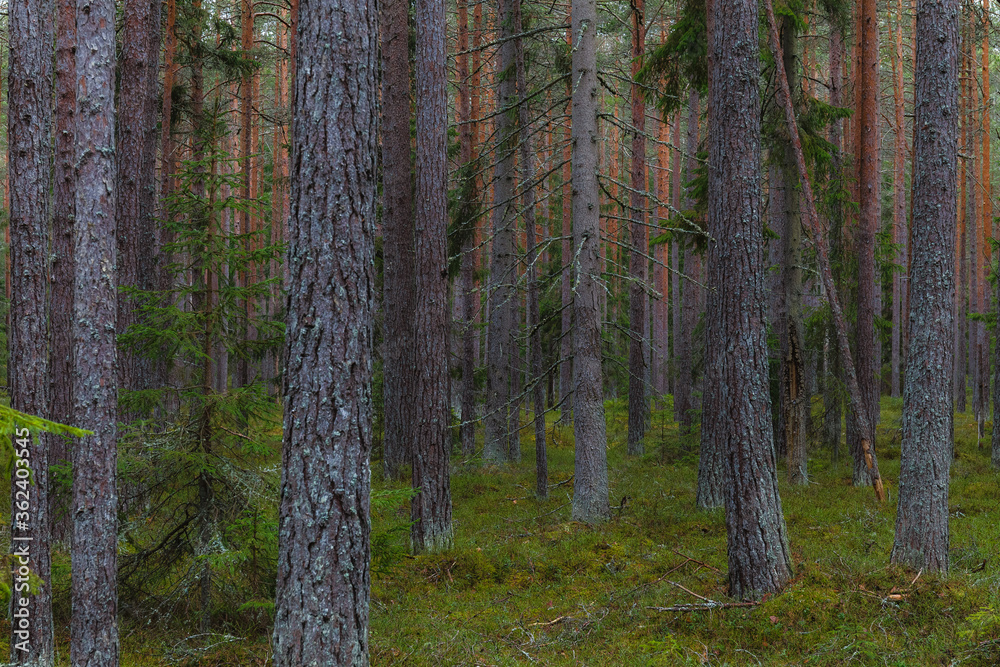 Fototapeta premium Pine forest scene at moody weather