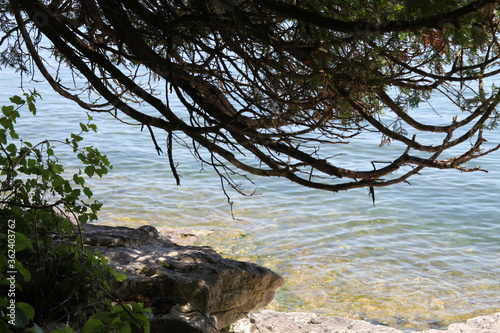 tree on the beach