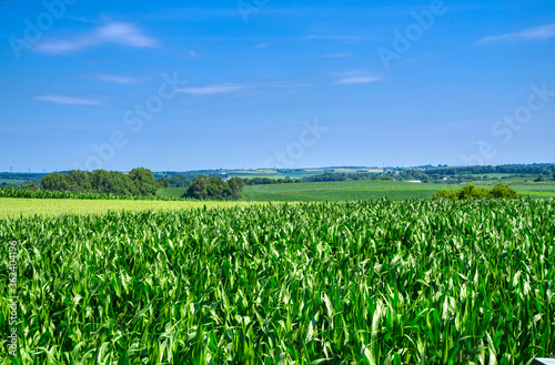 Rural Ohio in High Summer