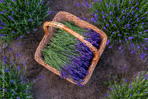 Basket of freshly cut blooming lavender in lavender season in July in Latvia