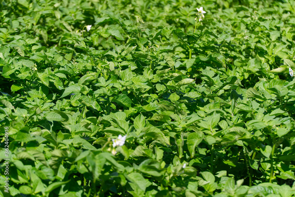 Potato bush blooming with white flowers in potato plants. growing organic potato at garden. Potato bush blooming with white flowers in potato plants. growing organic potato at garden.