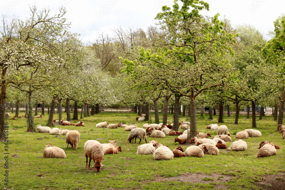 herd of sheep in Bokrijk, Belgium herd of sheep in Bokrijk, Belgium