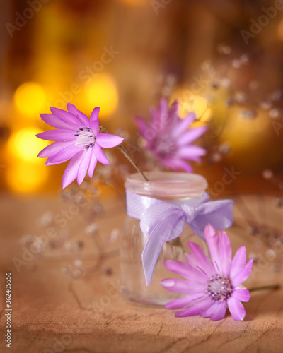 Pink purple flower Xeranthemum Immortelle  Everlasting Flower in glass vase on bokeh background.Selected focus on flower.