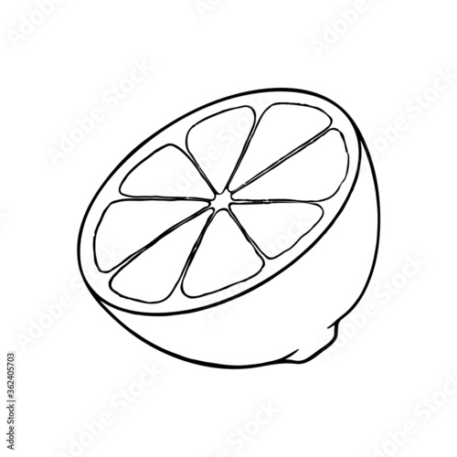 Lemon vector illustration on white background. Isolated liner icon. Hand drawn a half a lemon in doodle style. 	