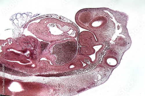 Section of a porcine embryo under the microscope