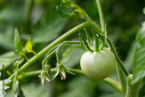 Unripe Green Tomatoes in a greenhouse, DIY cultivation concept.