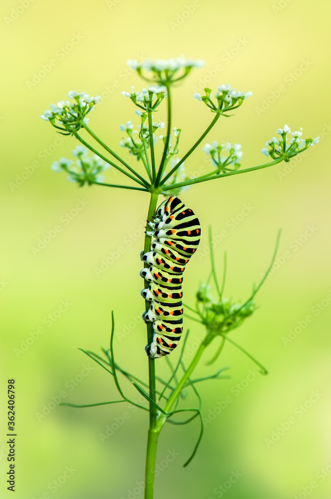 butterfly caterpillar Papilio machaon on a forest plant on a summer day butterfly caterpillar Papilio machaon on a forest plant on a summer day