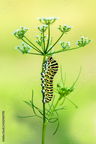 butterfly caterpillar Papilio machaon on a forest plant on a summer day