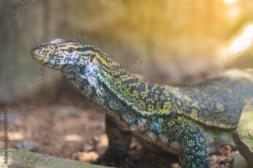 Cute Nile monitor (Varanus niloticus) is a large member of the monitor family (Varanidae) found throughout most of Sub-Saharan Africa and along the Nile.
