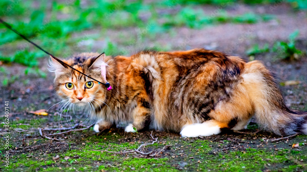 custom made wallpaper toronto digitalCat on the ground