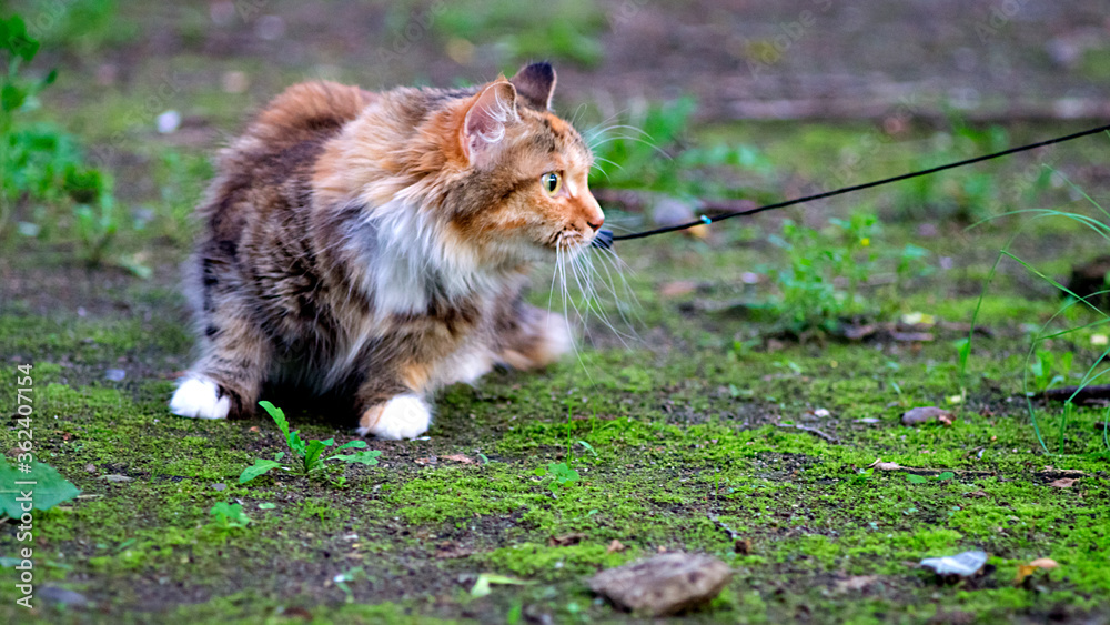 custom made wallpaper toronto digitalCat on the ground