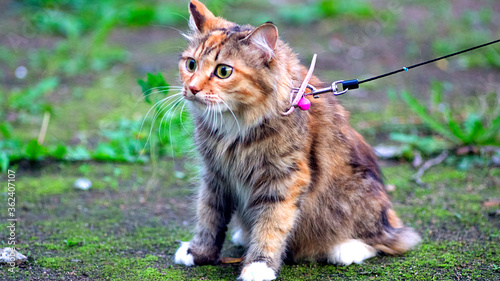 Wallpaper Mural Cat on the ground Torontodigital.ca